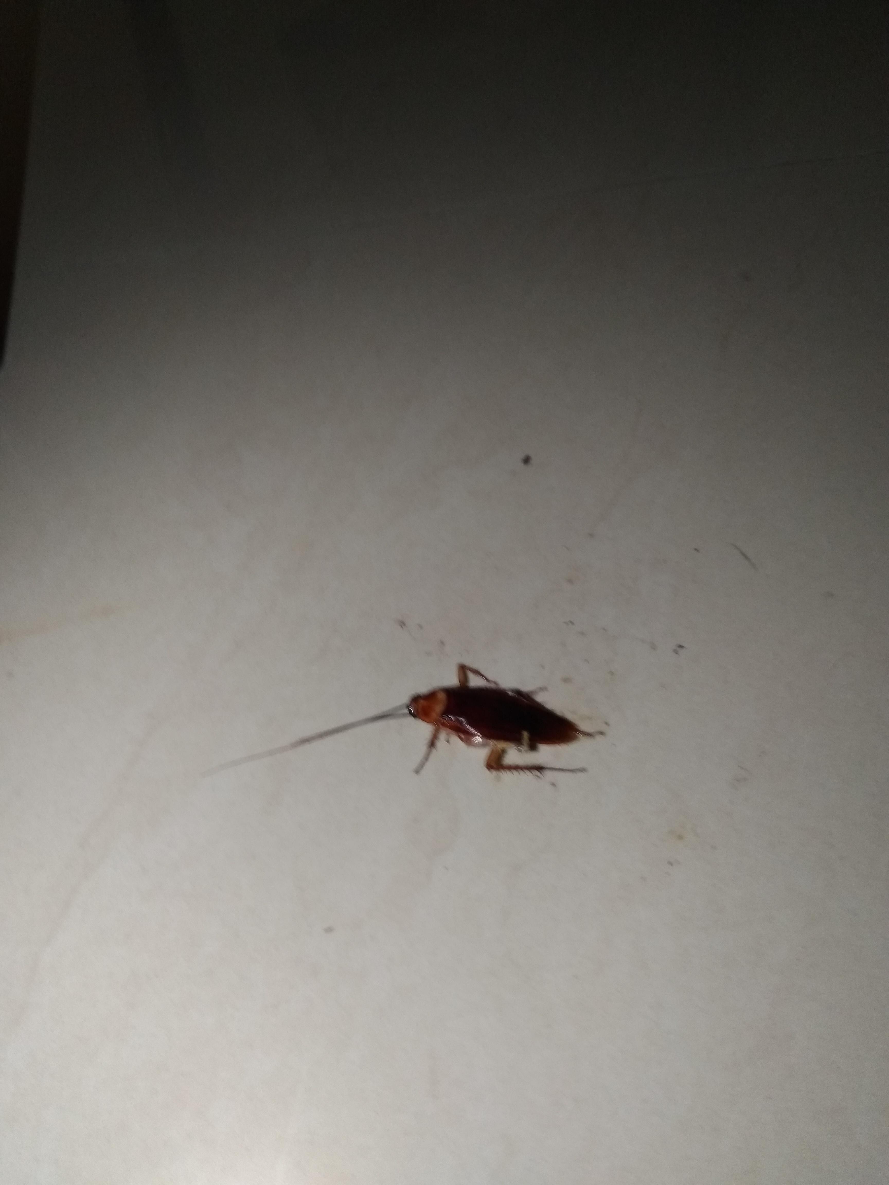 Cockroach