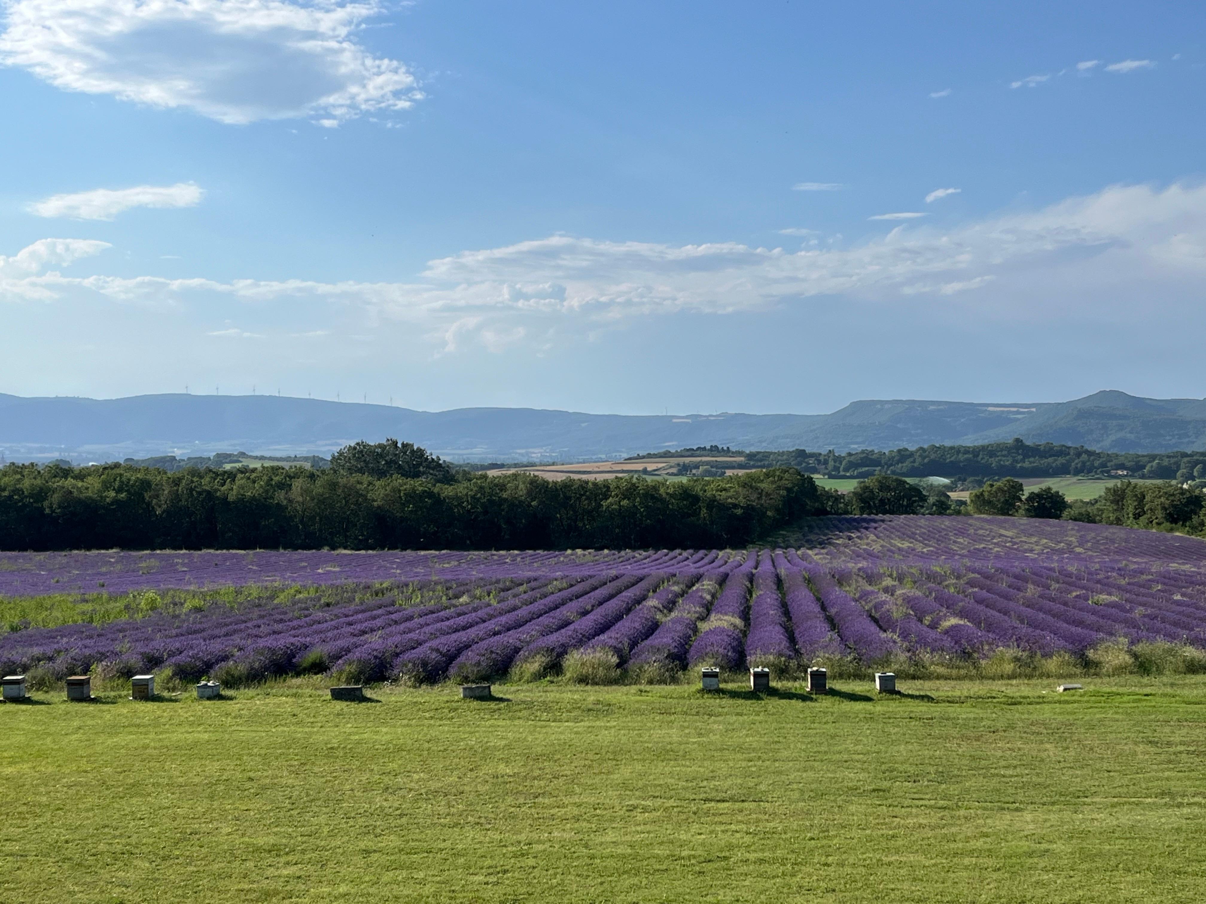 Vue de notre terrasse sur le champs de lavande.