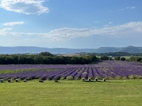 Vue de notre terrasse sur le champs de lavande.