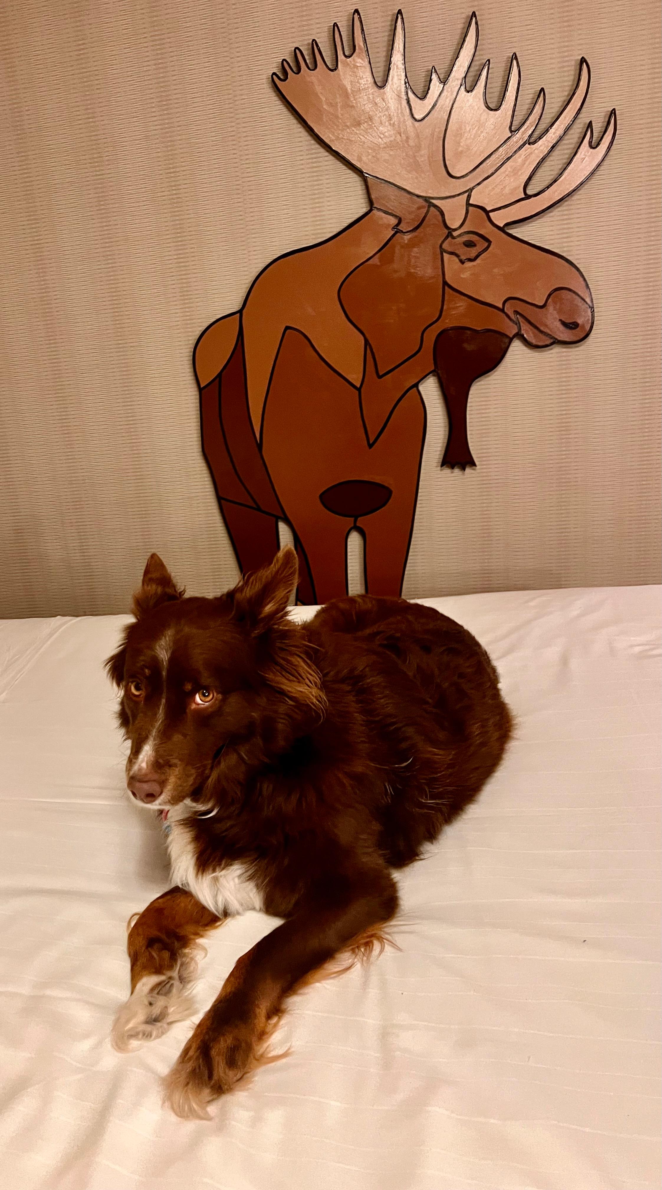 on bed only for a quick pic, with moose