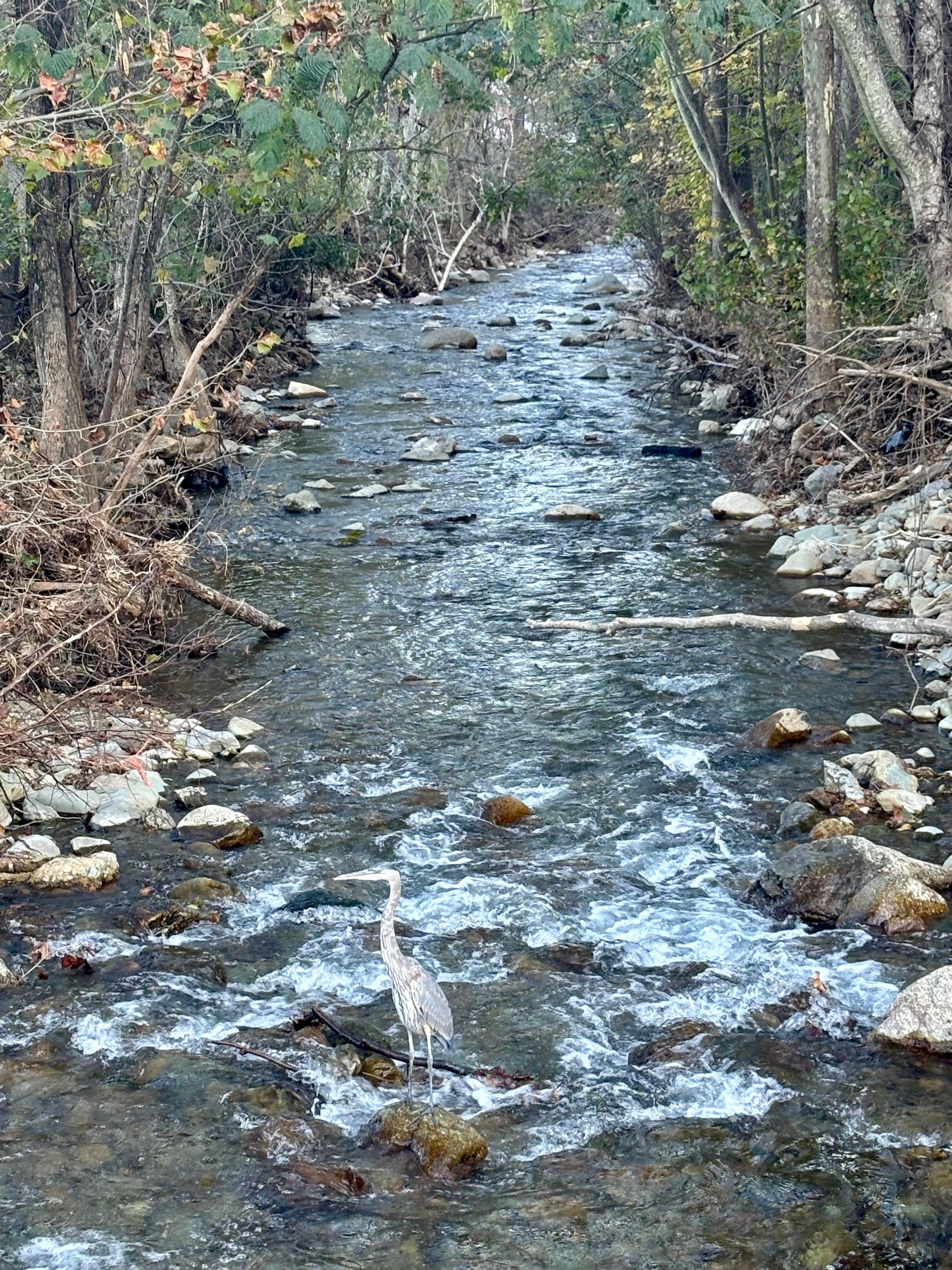 Creek at the entrance of the lodge