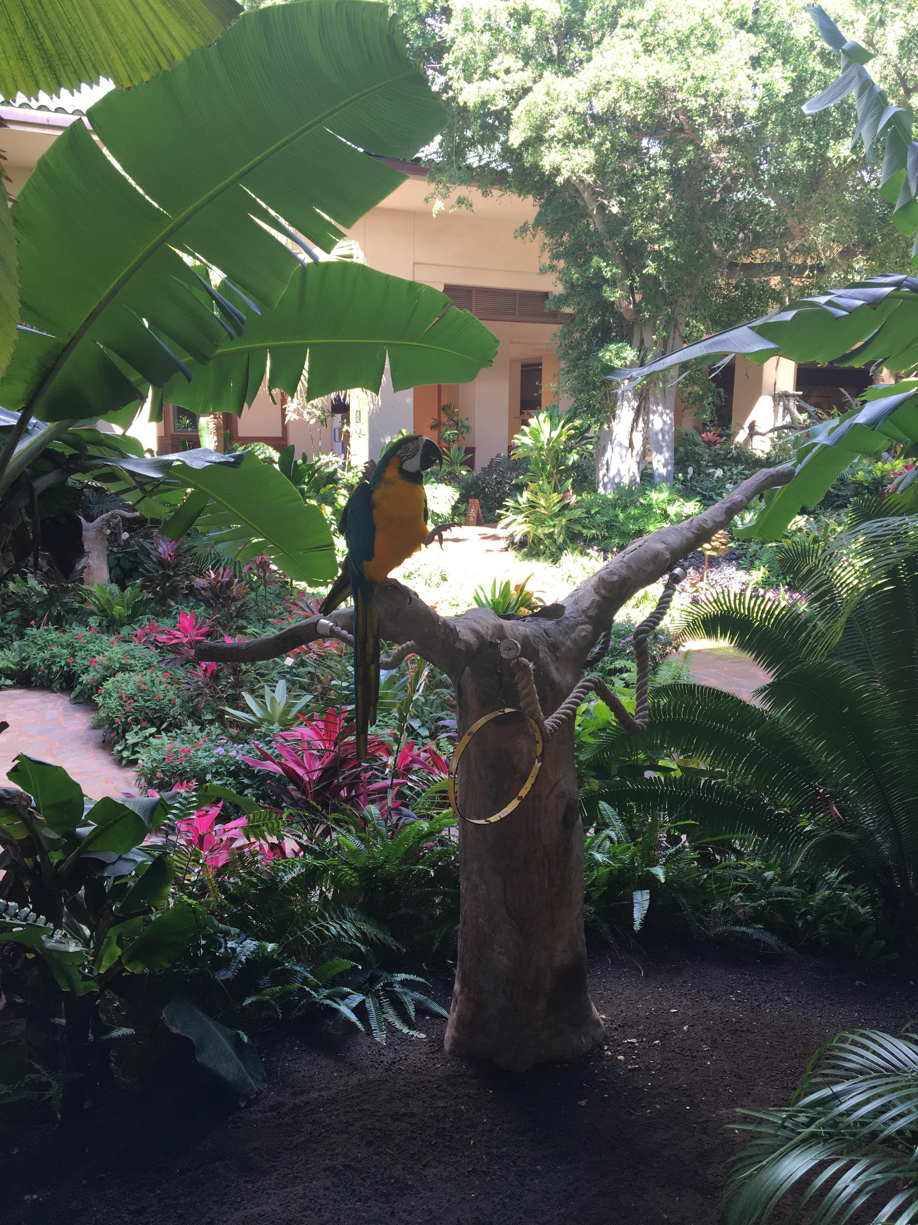 Fun bird in lobby