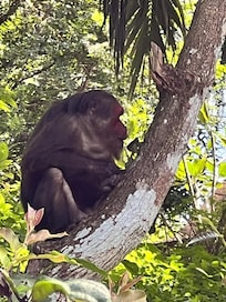 Wildlife