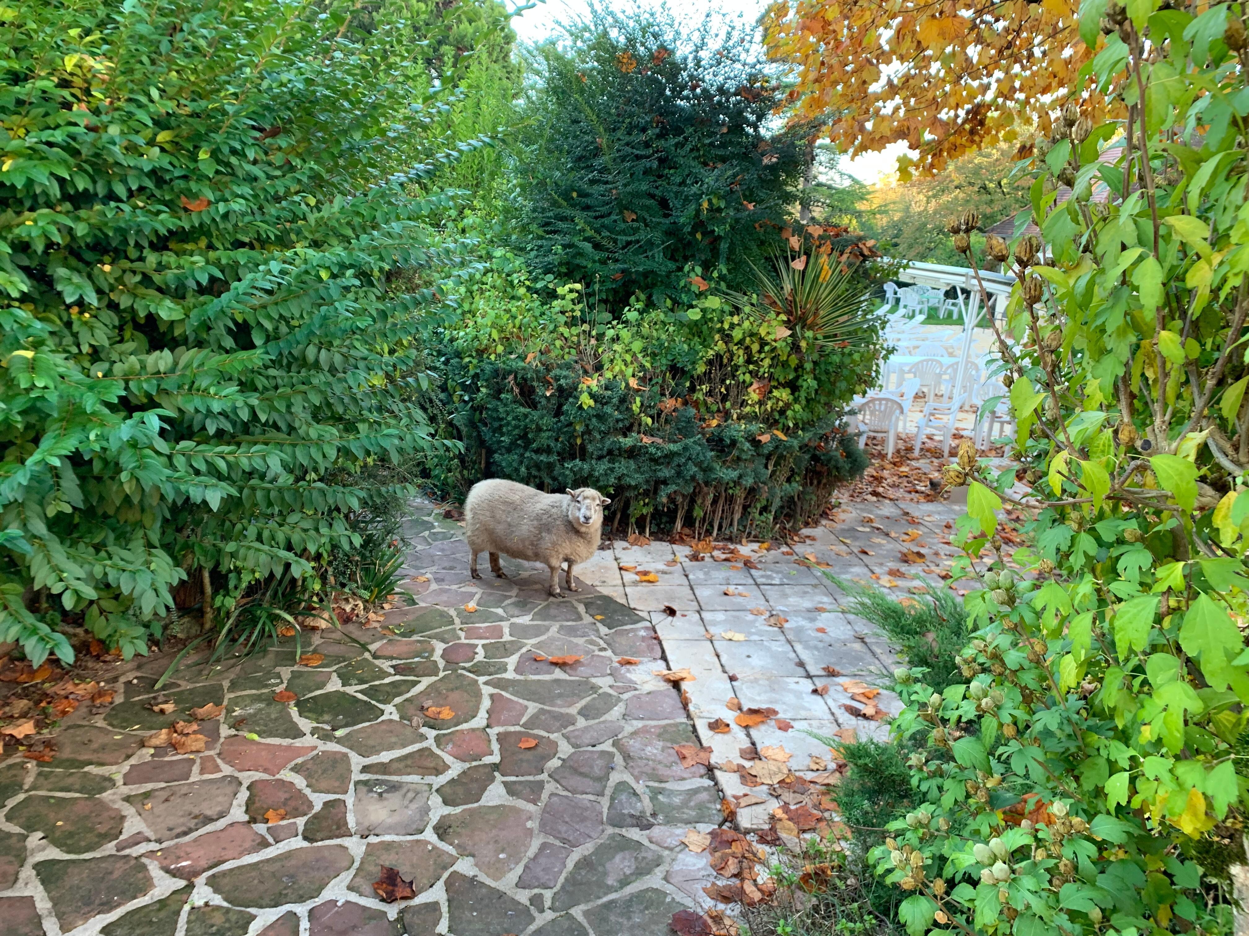 Animaux de la ferme dans la cour