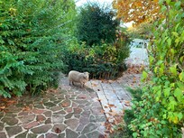 Animaux de la ferme dans la cour