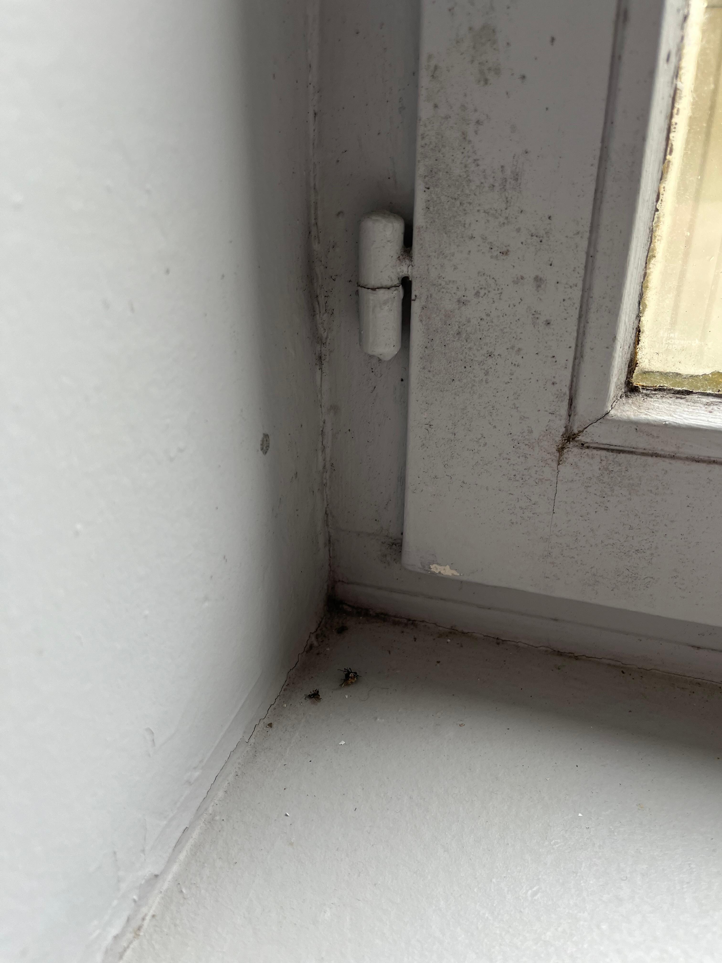 Dirty window sills