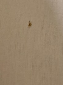 Hole in the ill-fitting bottom flat sheet on mattress