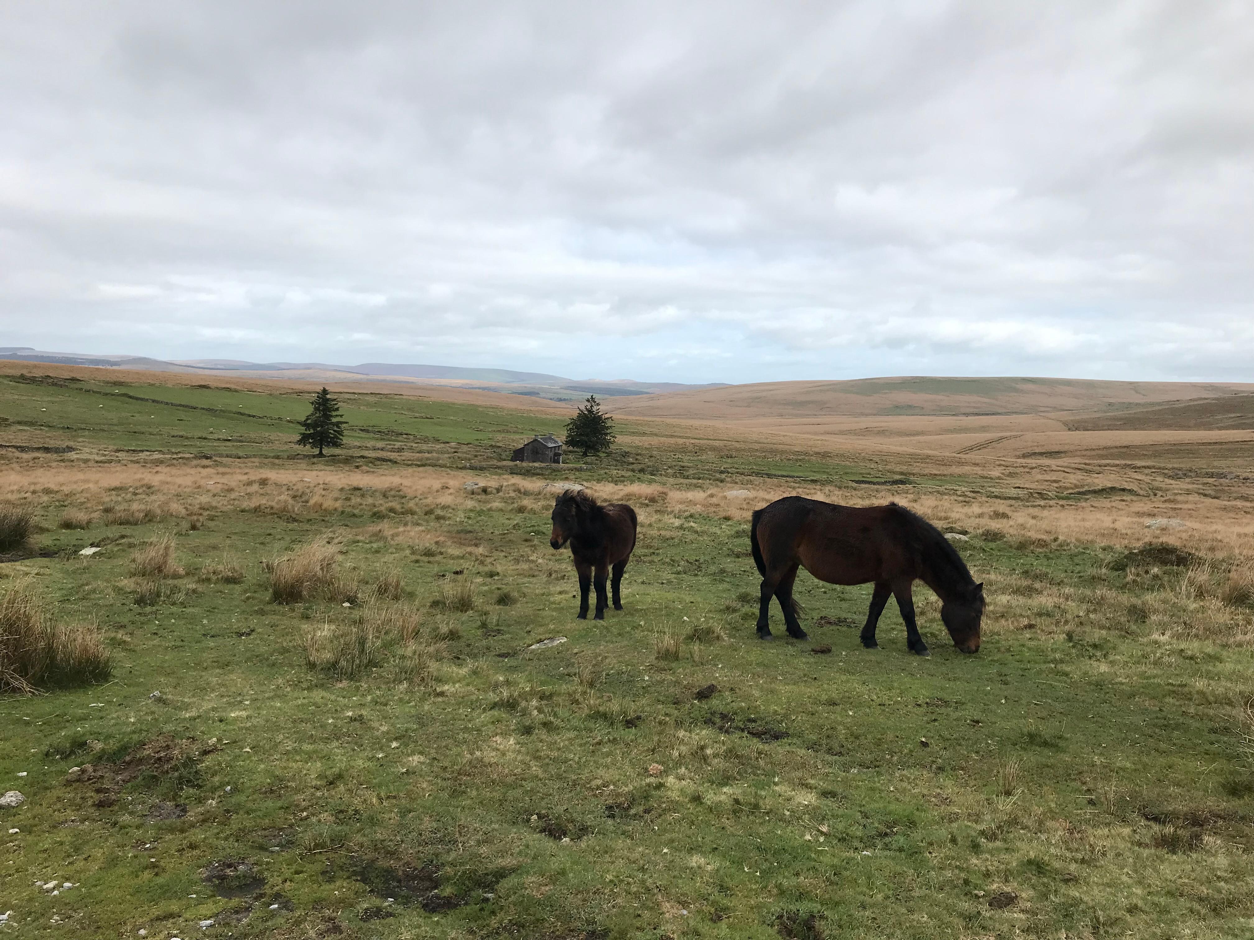 Ponies at Nuns Cross Farm