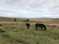 Ponies at Nuns Cross Farm