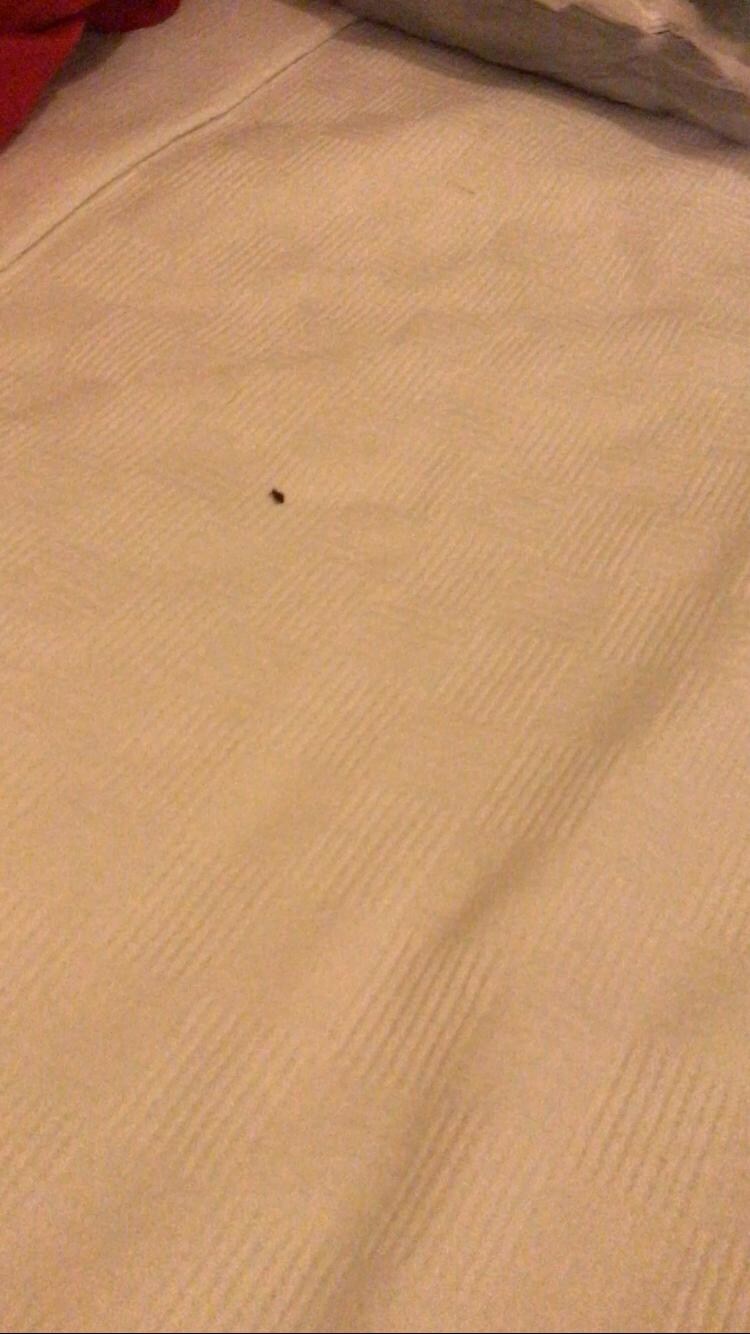Insekten im Bett