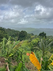 The view
