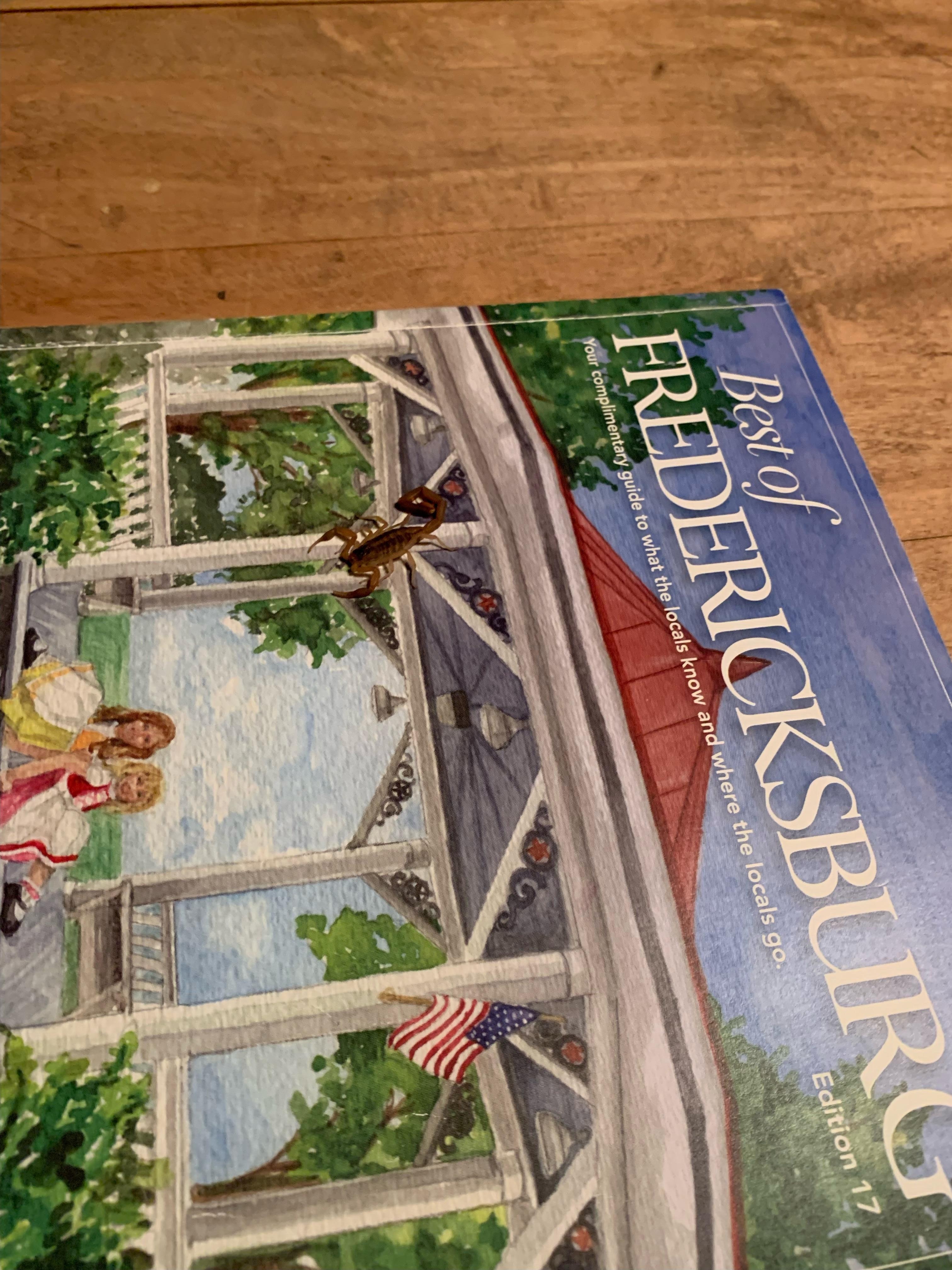 The scorpion that stung me while sleeping in bed.