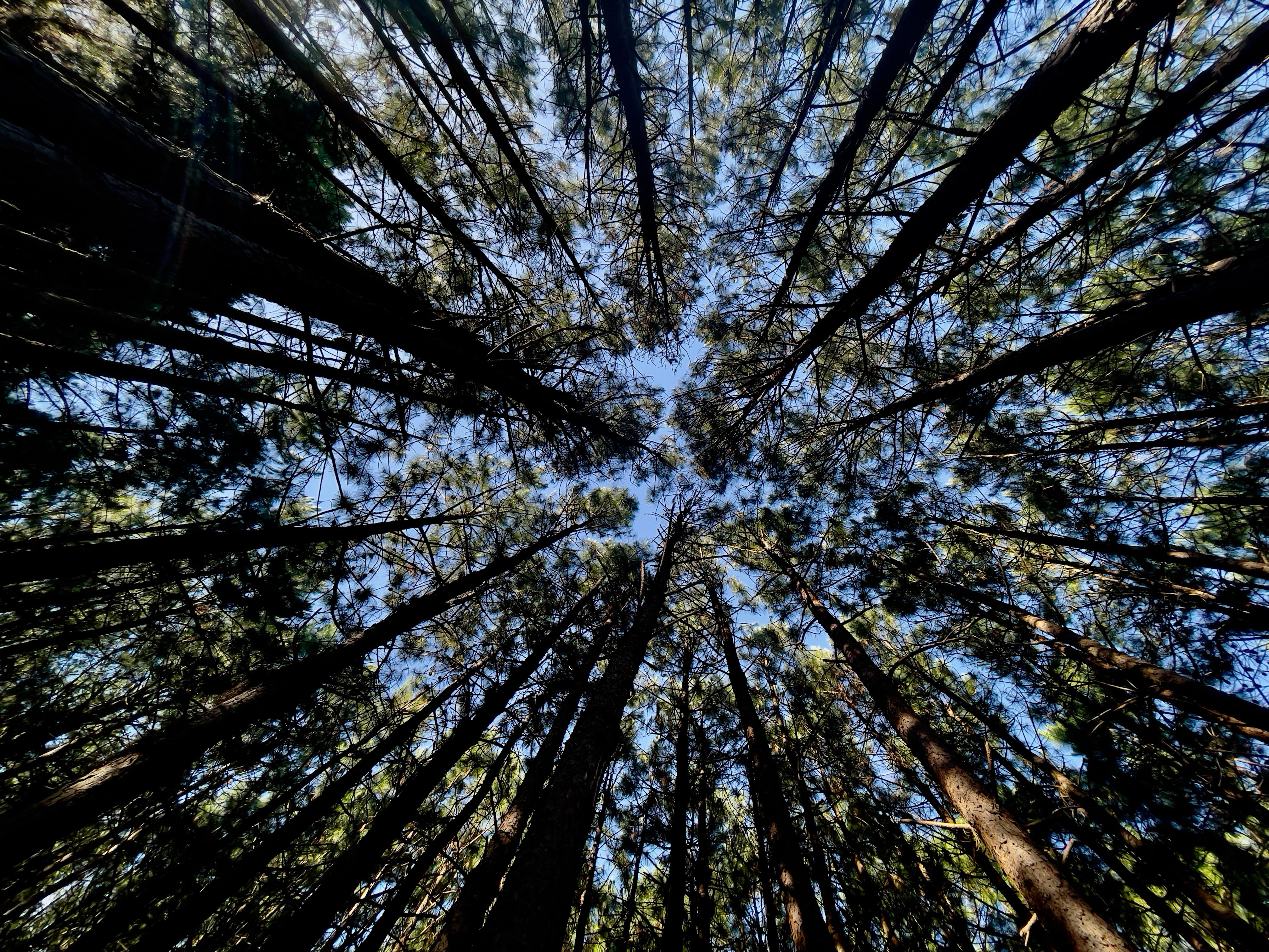 The walk though the forest, take your time and take it in