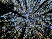 The walk though the forest, take your time and take it in