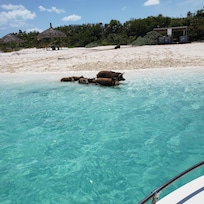Went swimming with the pigs! Alot of fun