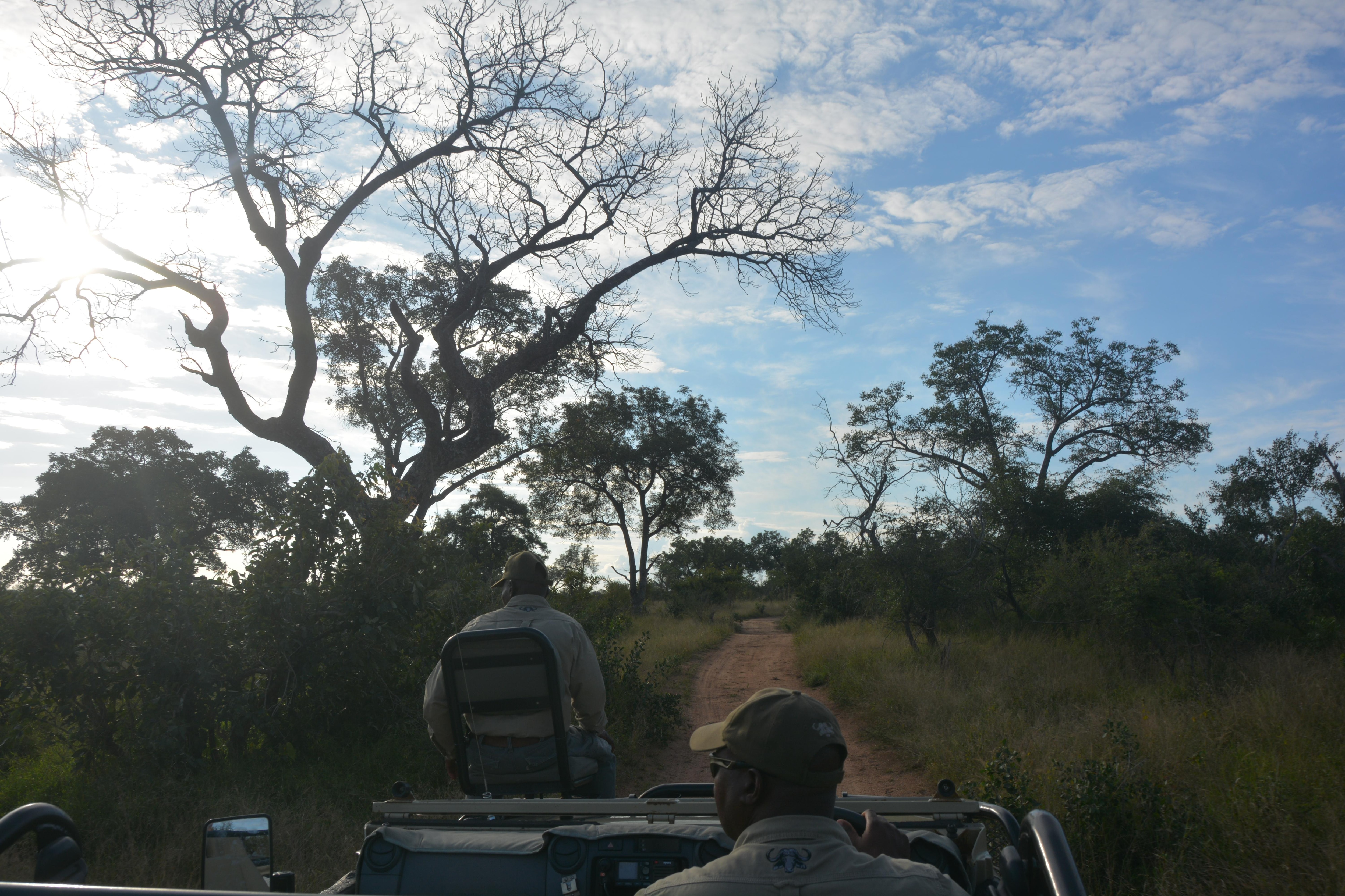 Afternoon game drive: let's go !