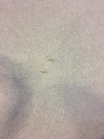 Dirty Carpet