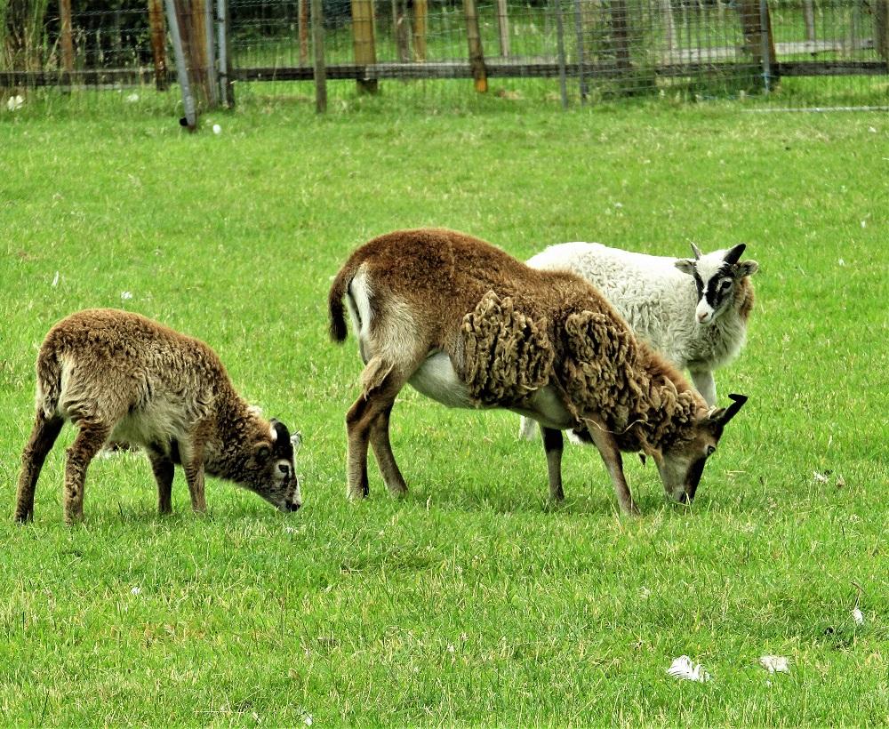 Sheep in same field as geese and ducks. They were rather vocal but was lovely to hear. 