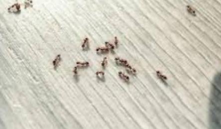 Ants on bedside unit. 