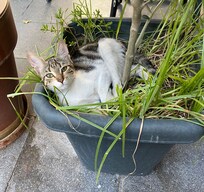 Came back to this little beauty in the flower pot by the door of the hotel