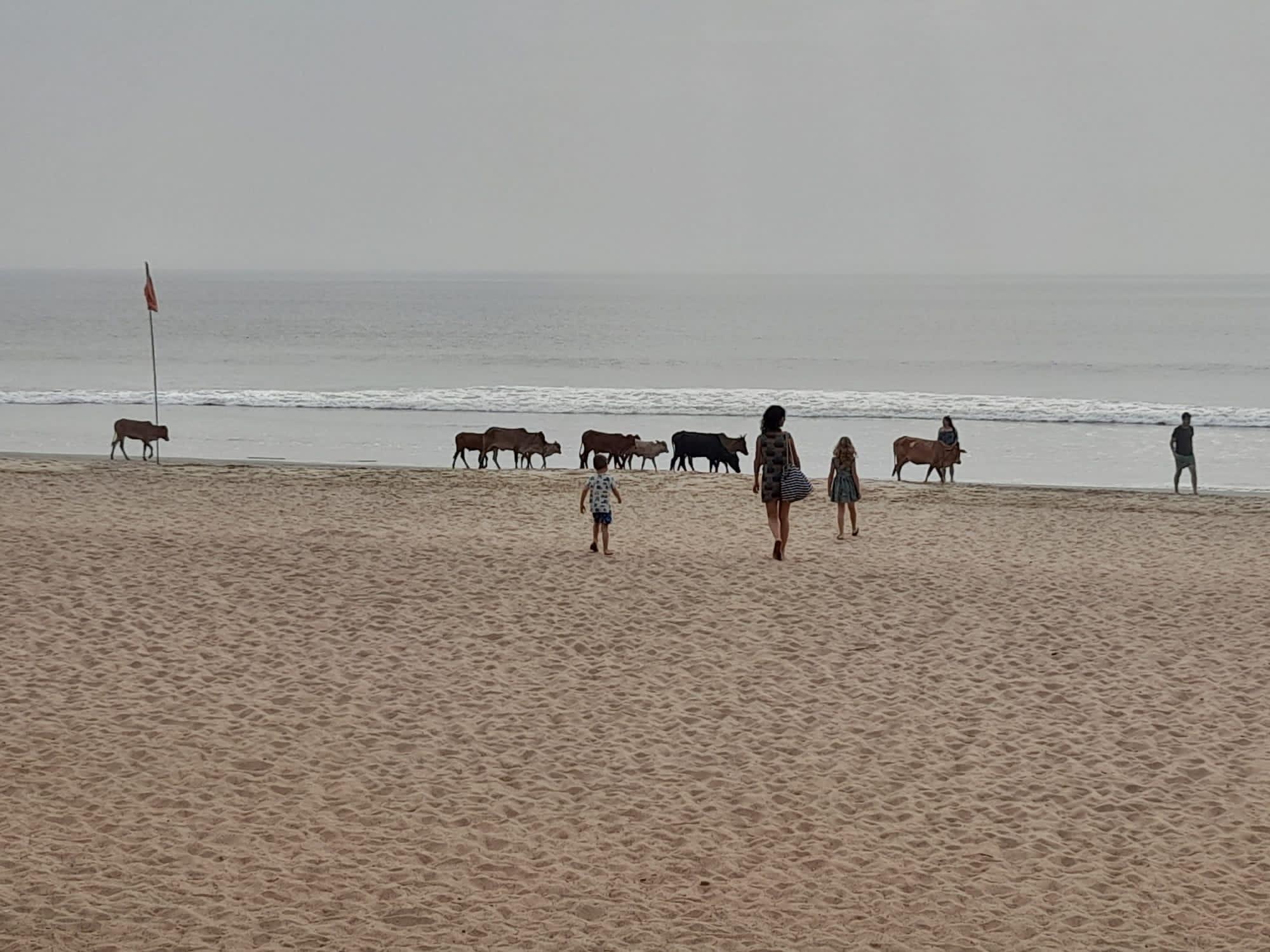 Always plenty of cows passing just watch your bags if venturing into the sea as they eat everything!