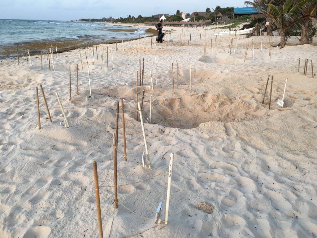 Nests on beach