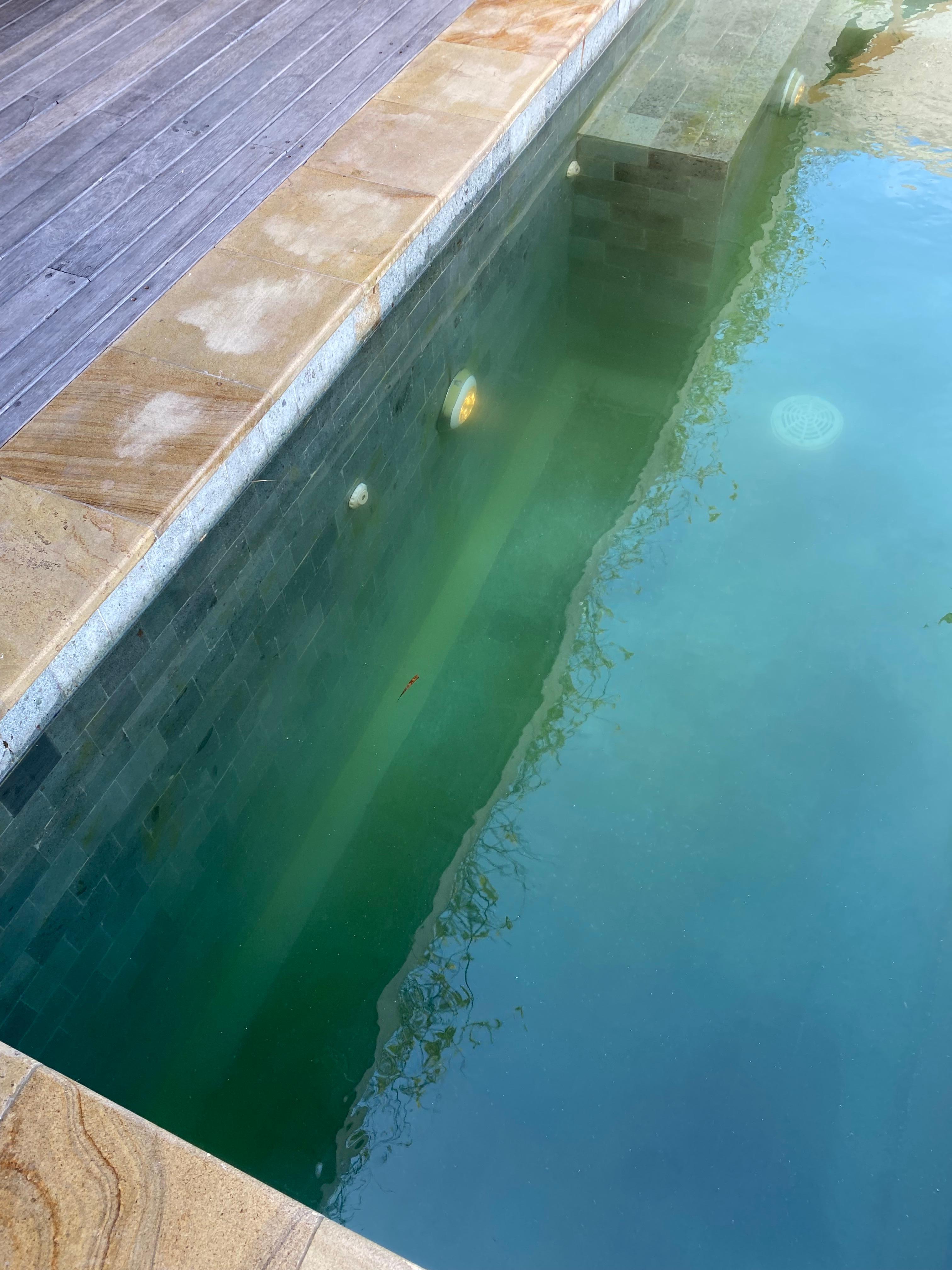 Algae in the pool