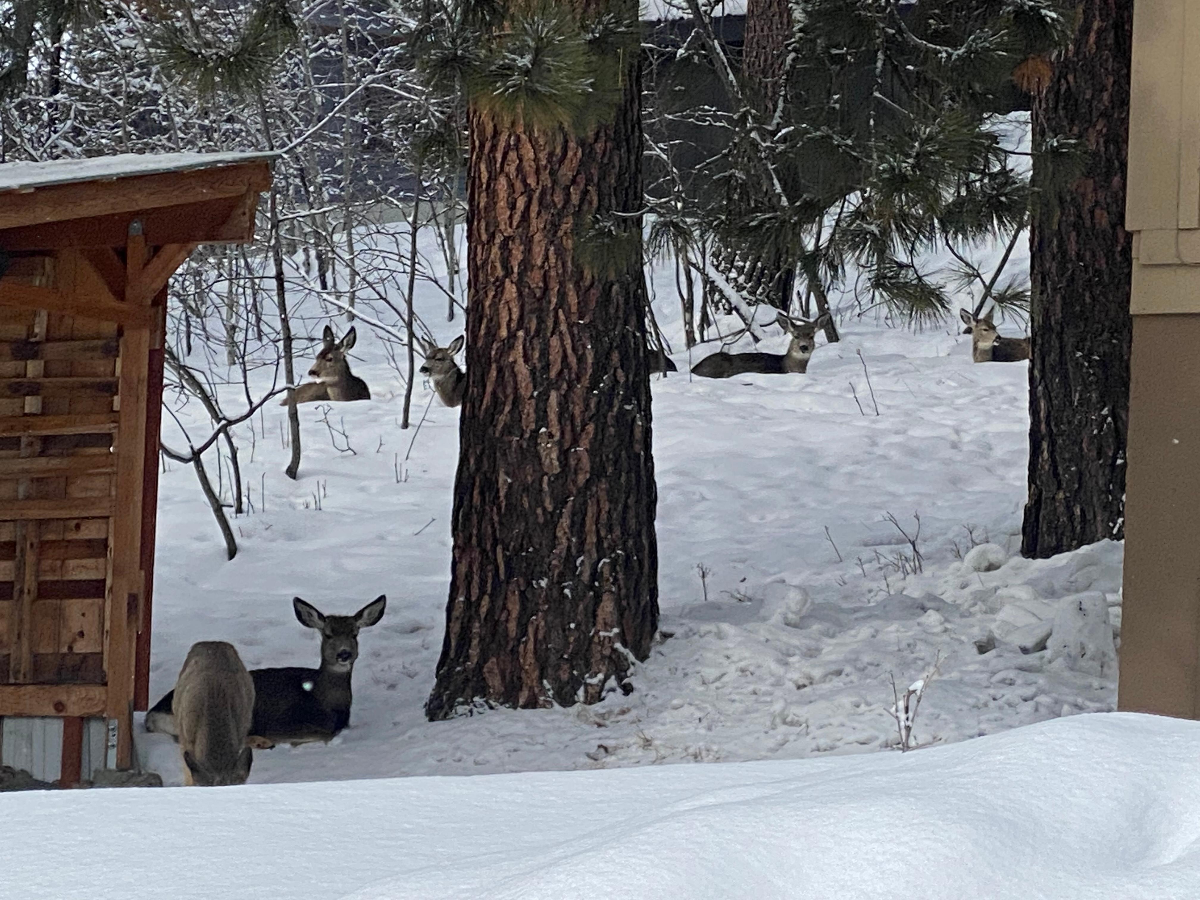 Herd of deer on property
