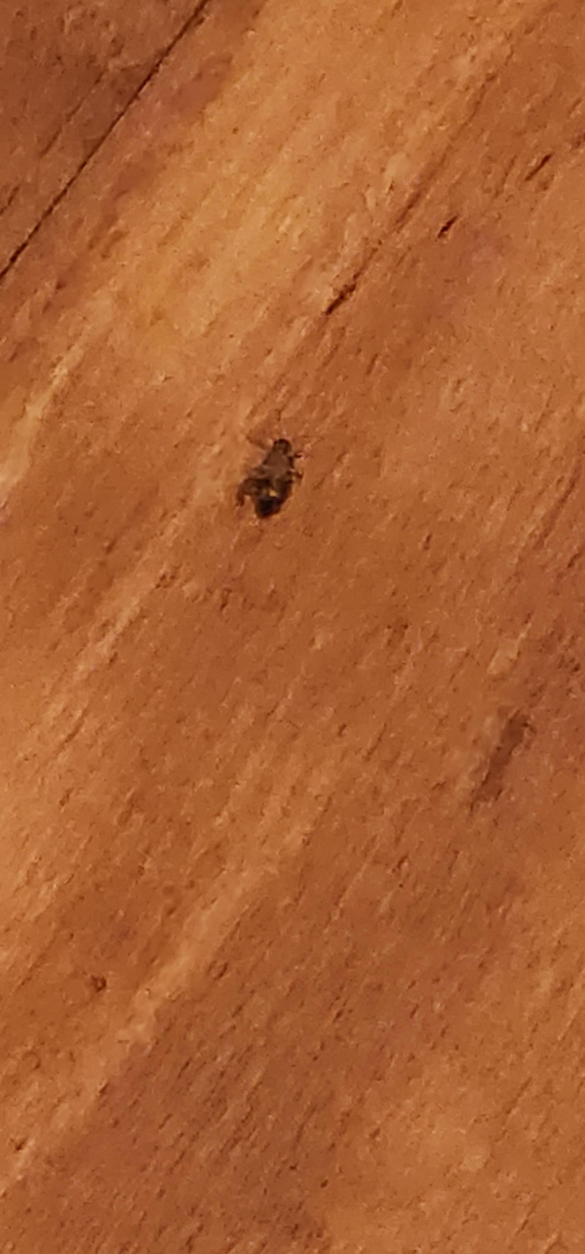 Dead roach in the middle of the floor of the room