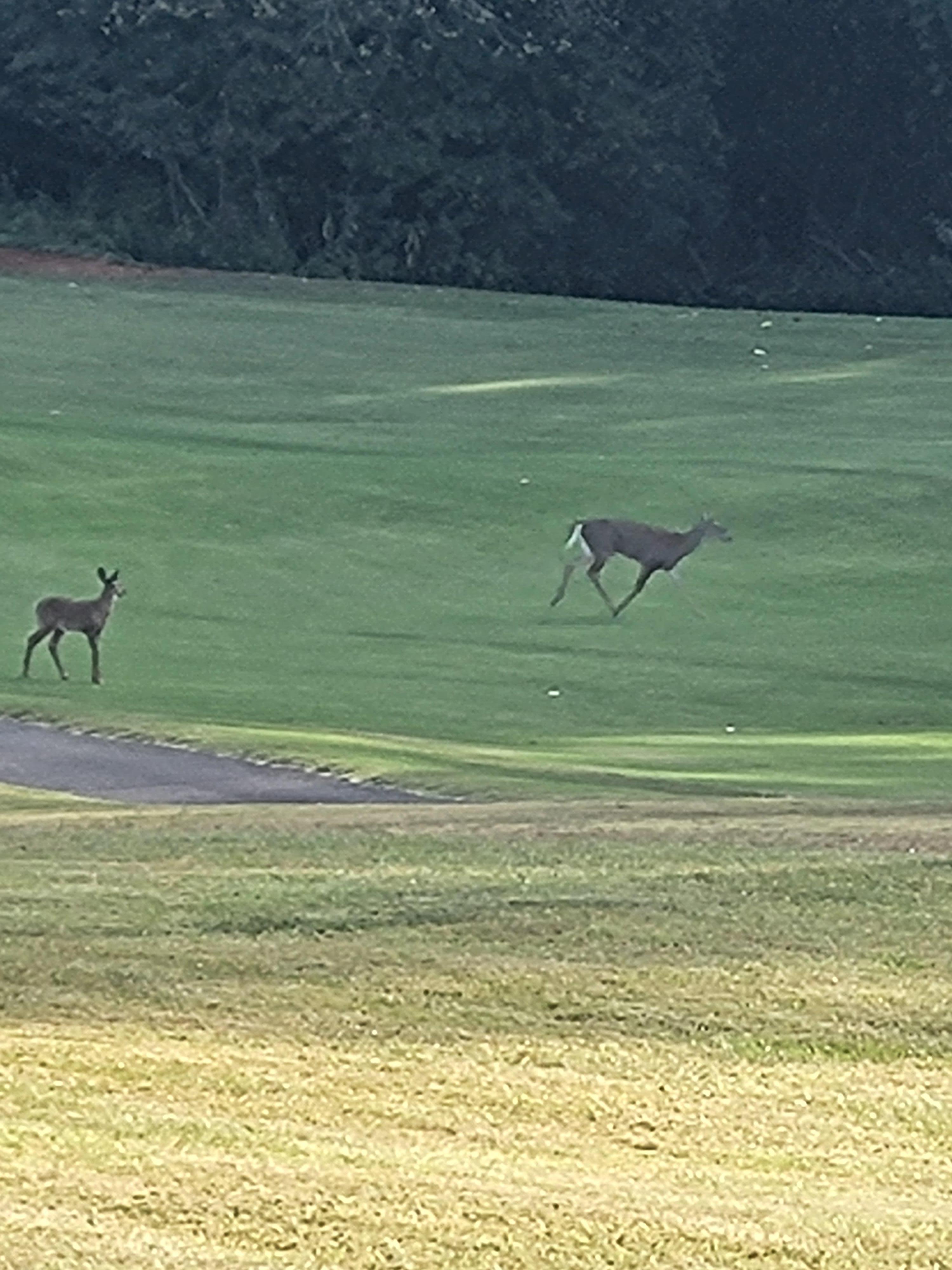 Wildlife on the golf course 