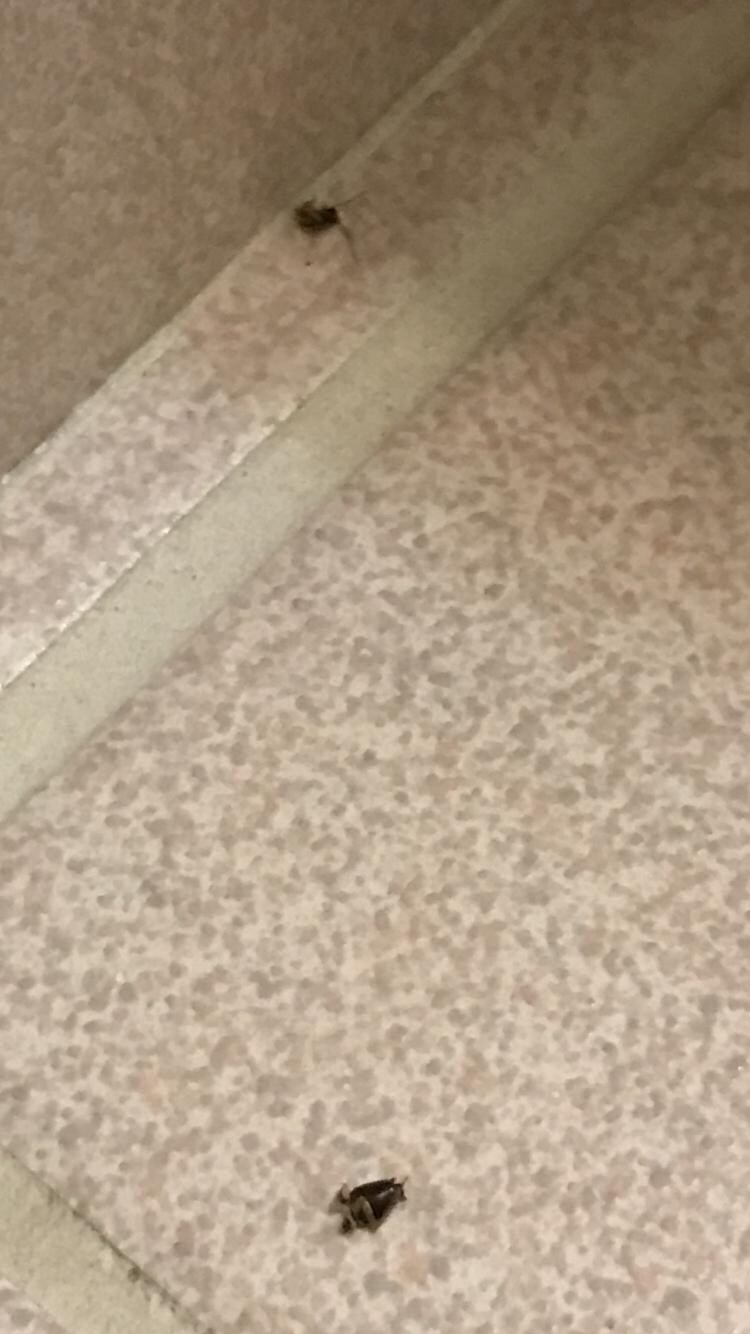 Cockroach