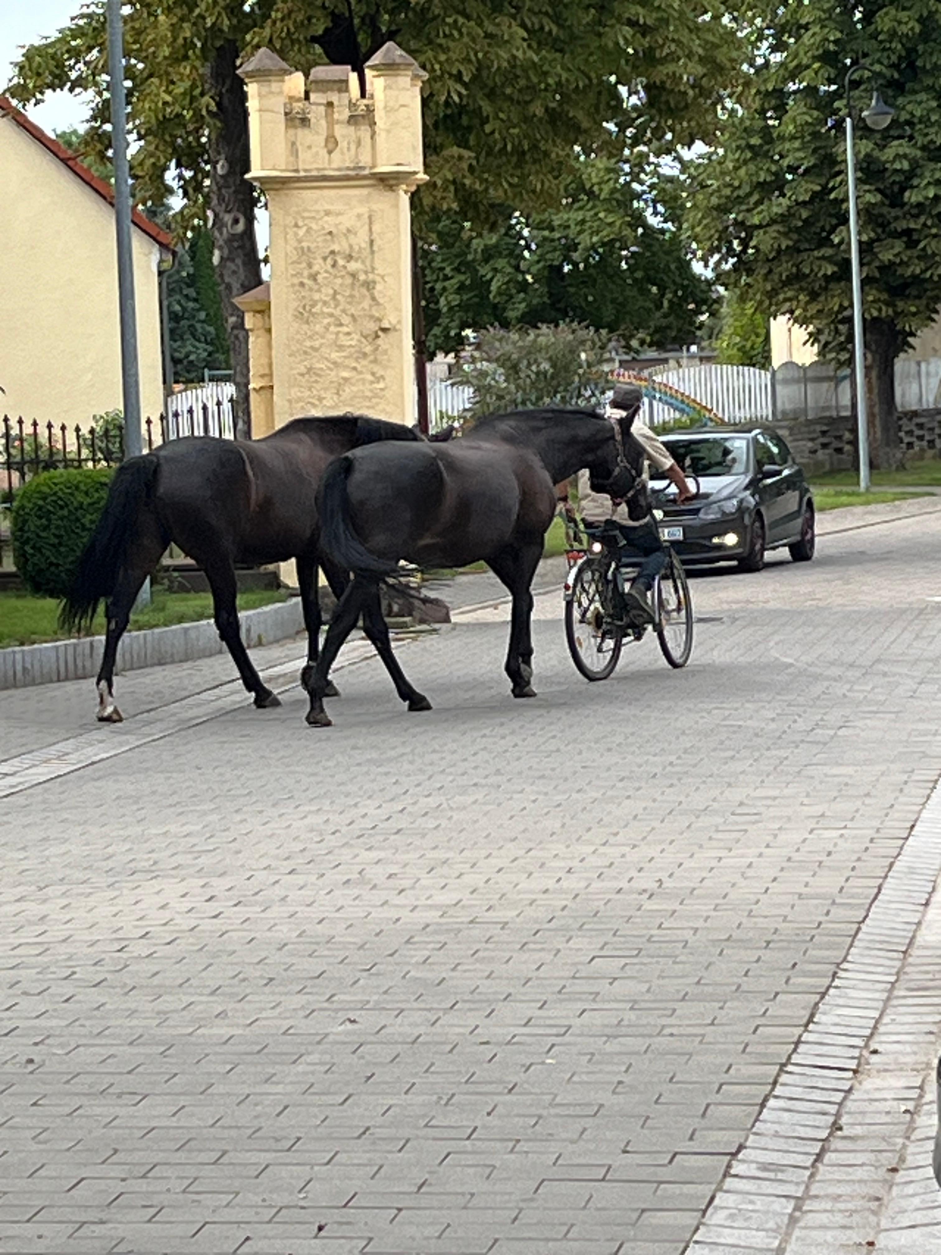 Besøg fra nabo gården 