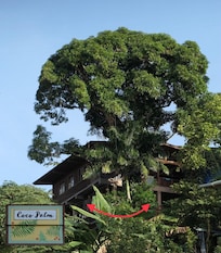Coco Palm bak det store mango-treet