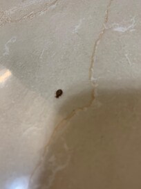 Bed bug