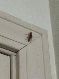 Surely didn’t want to take home any hitch hikers Cochroach Willie was ready with a greeting.