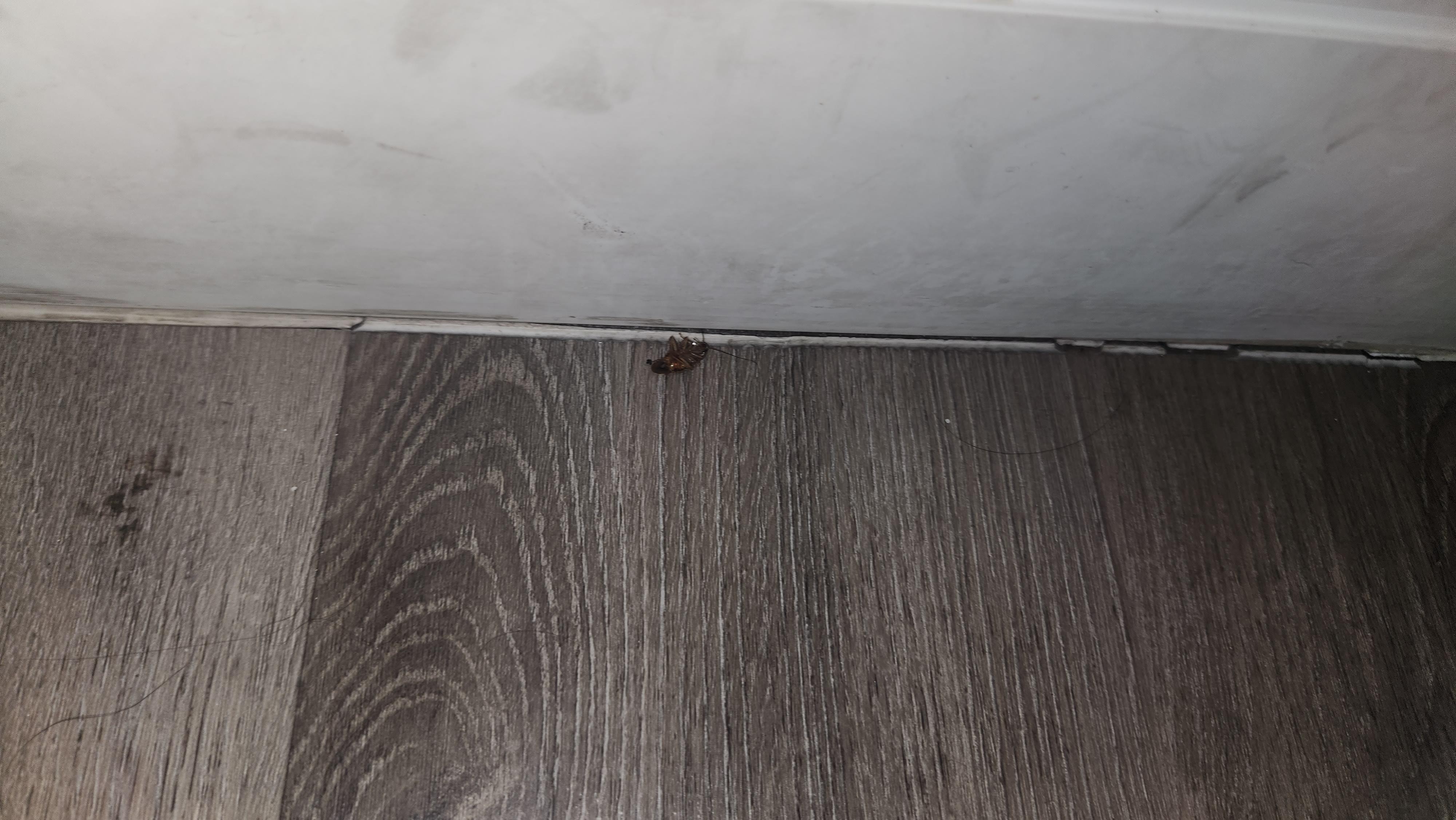 One dead roach