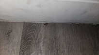 One dead roach