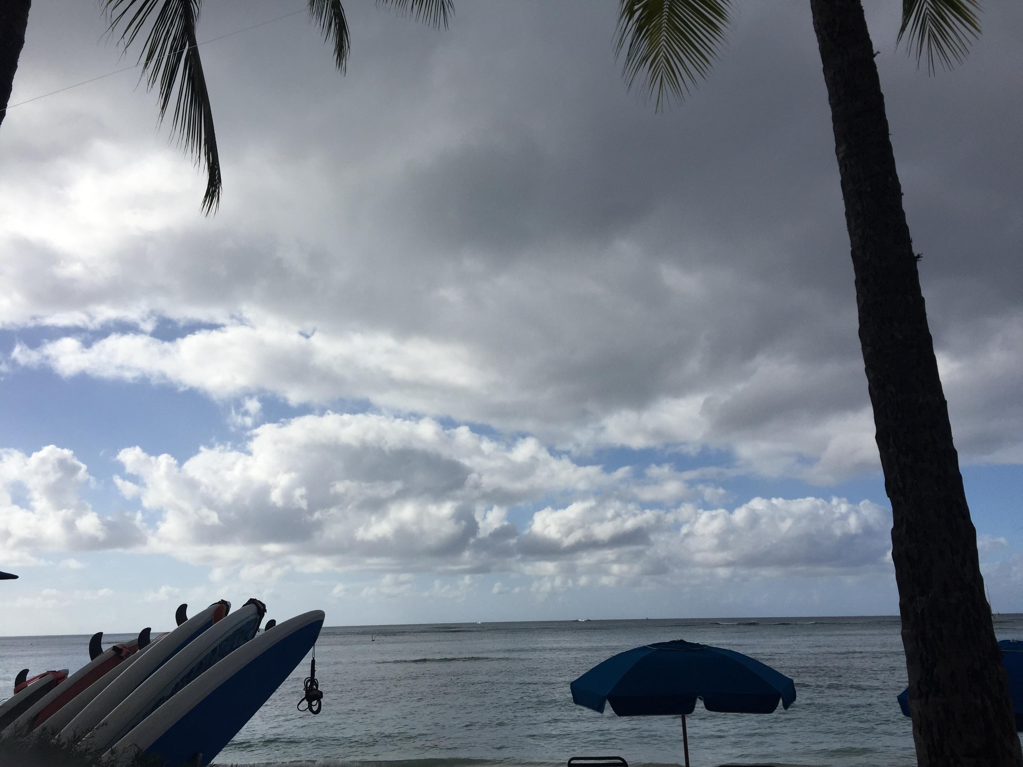 View from the Shorebird