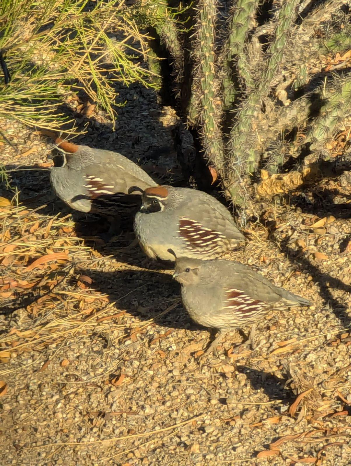 Quails everywhere were a delight! 