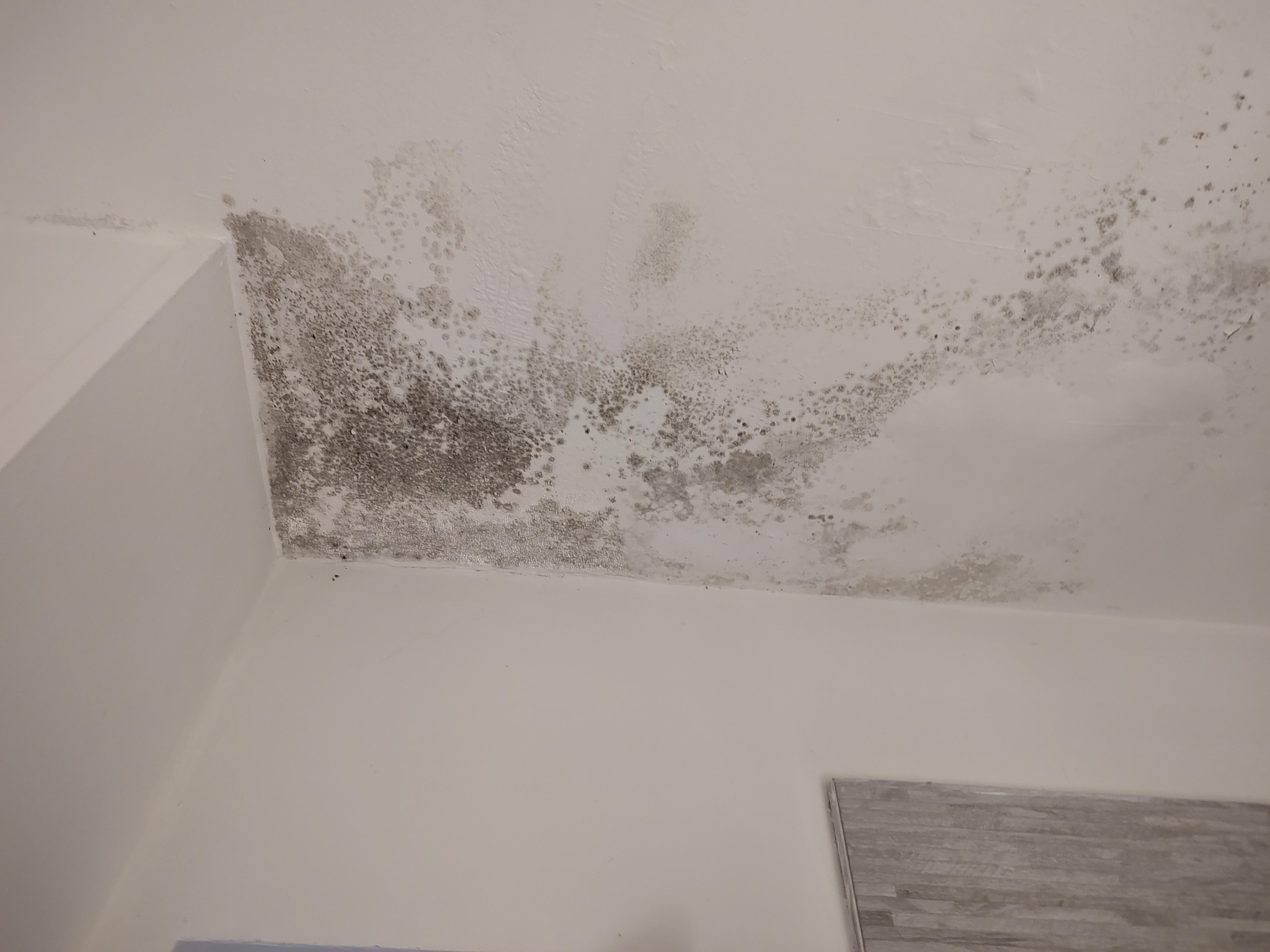 Mold in bathroom ceiling