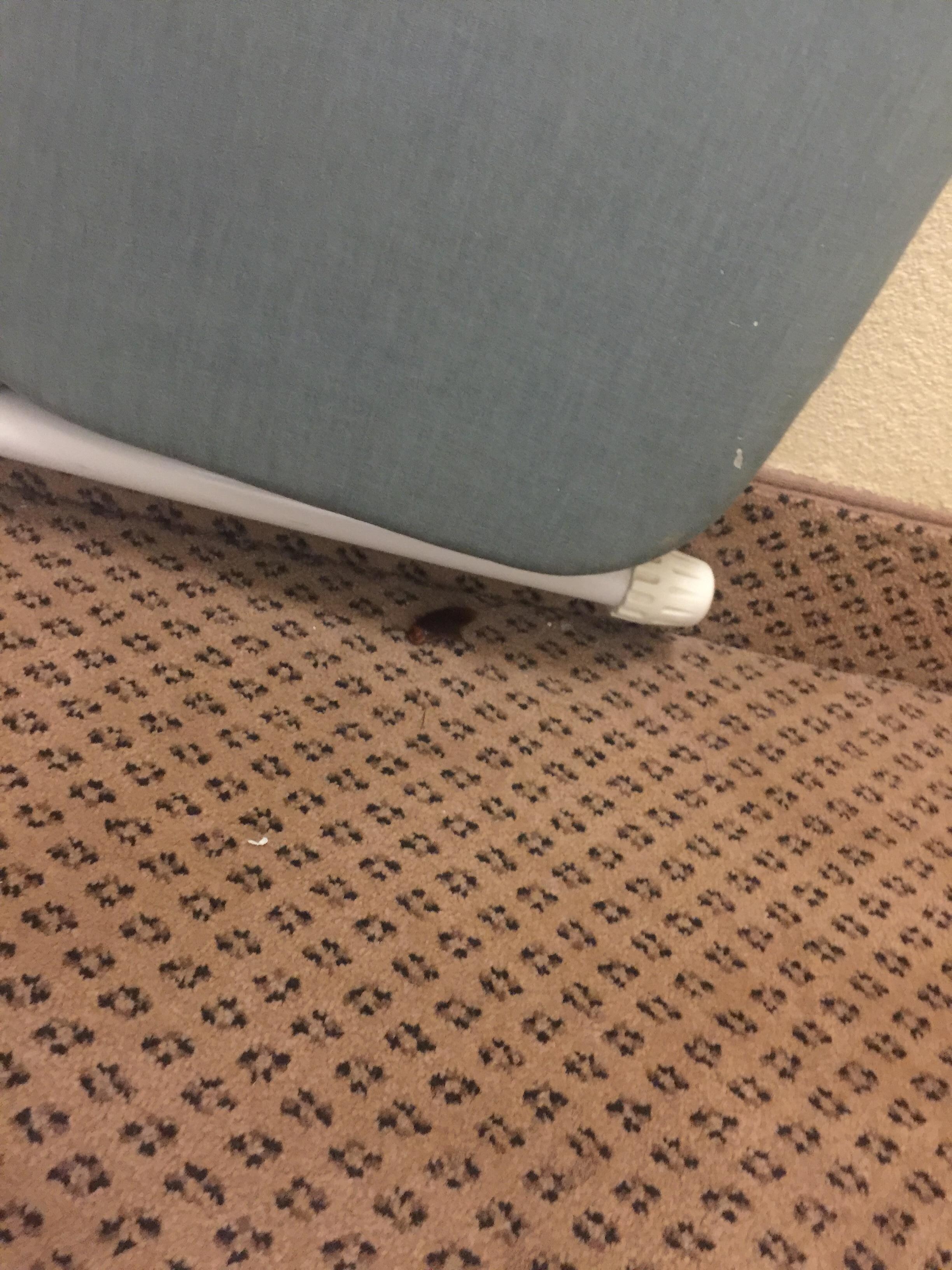 Dead cockroach