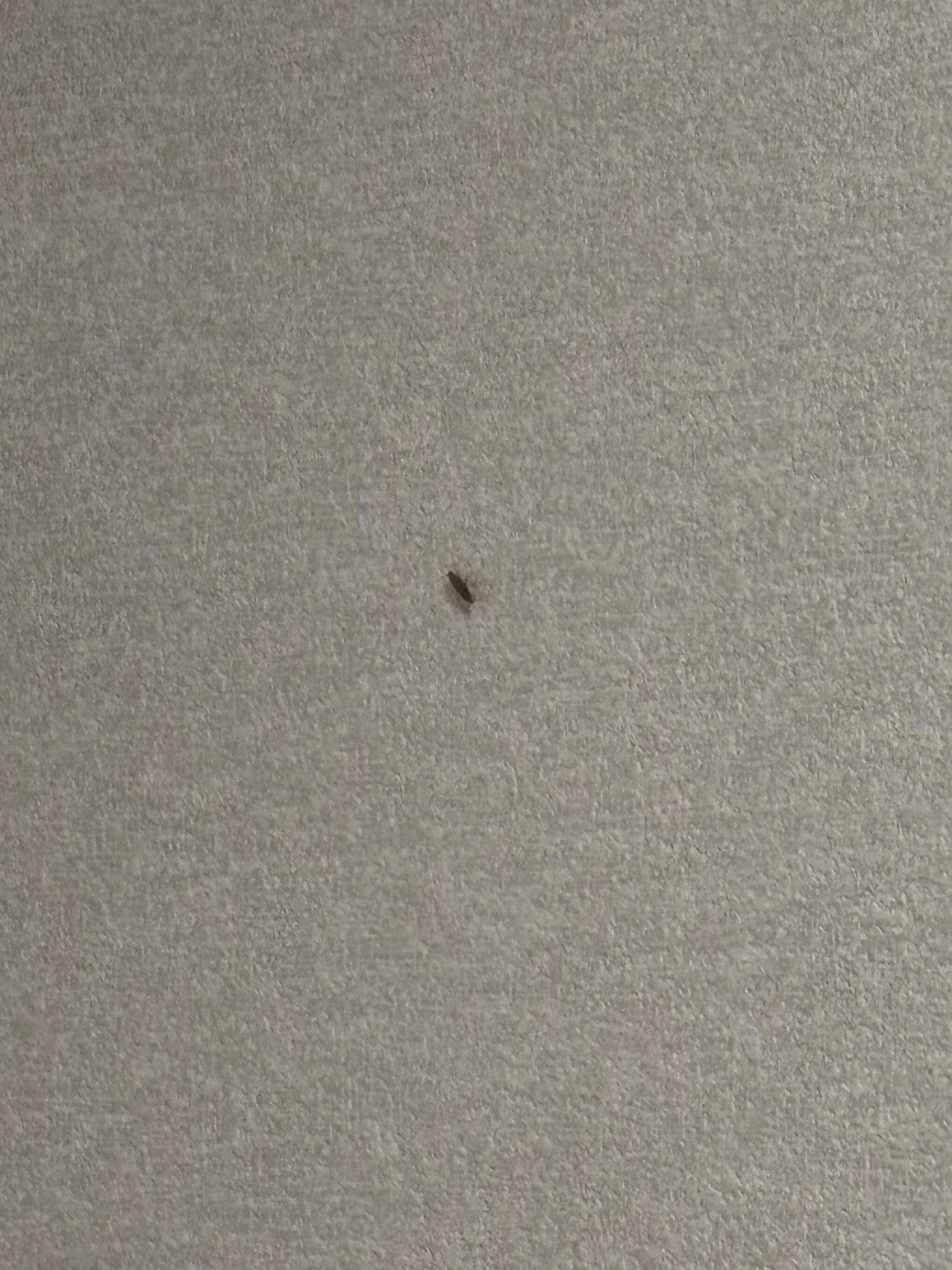 1 of 3 cockroaches I saw during my stay, not sure how many there were that I didn’t see 