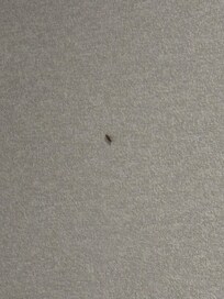 1 of 3 cockroaches I saw during my stay, not sure how many there were that I didn’t see