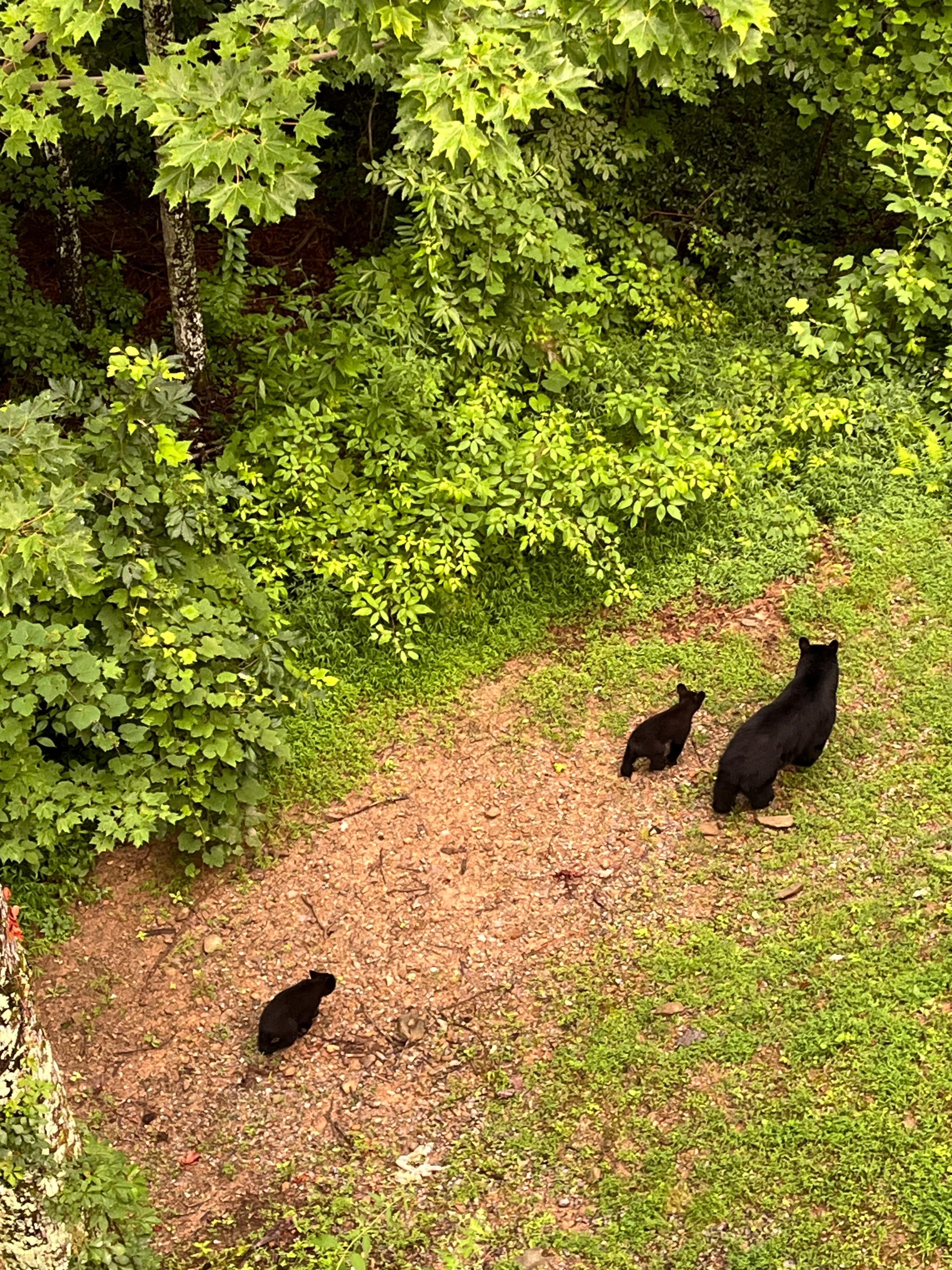 Pic taken from the middle deck of a Momma bear and her cubs walking through the back yard. 