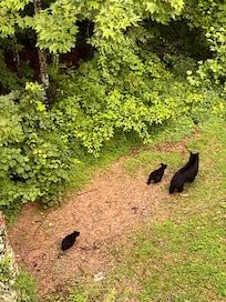 Pic taken from the middle deck of a Momma bear and her cubs walking through the back yard.