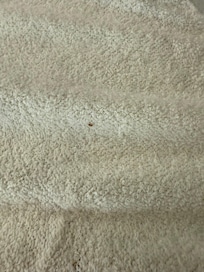 Bed bugs