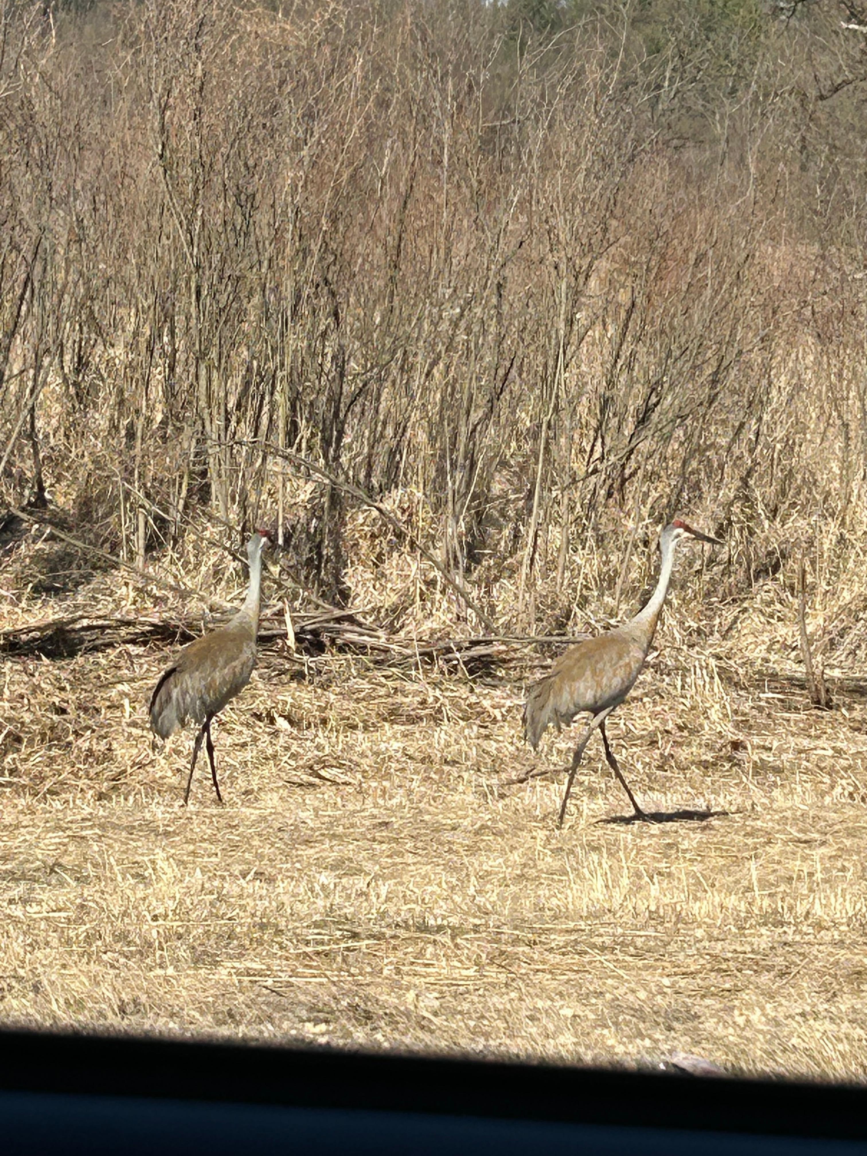 Sandhill cranes