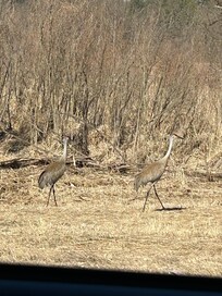 Sandhill cranes