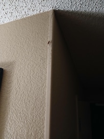 Roach on wall