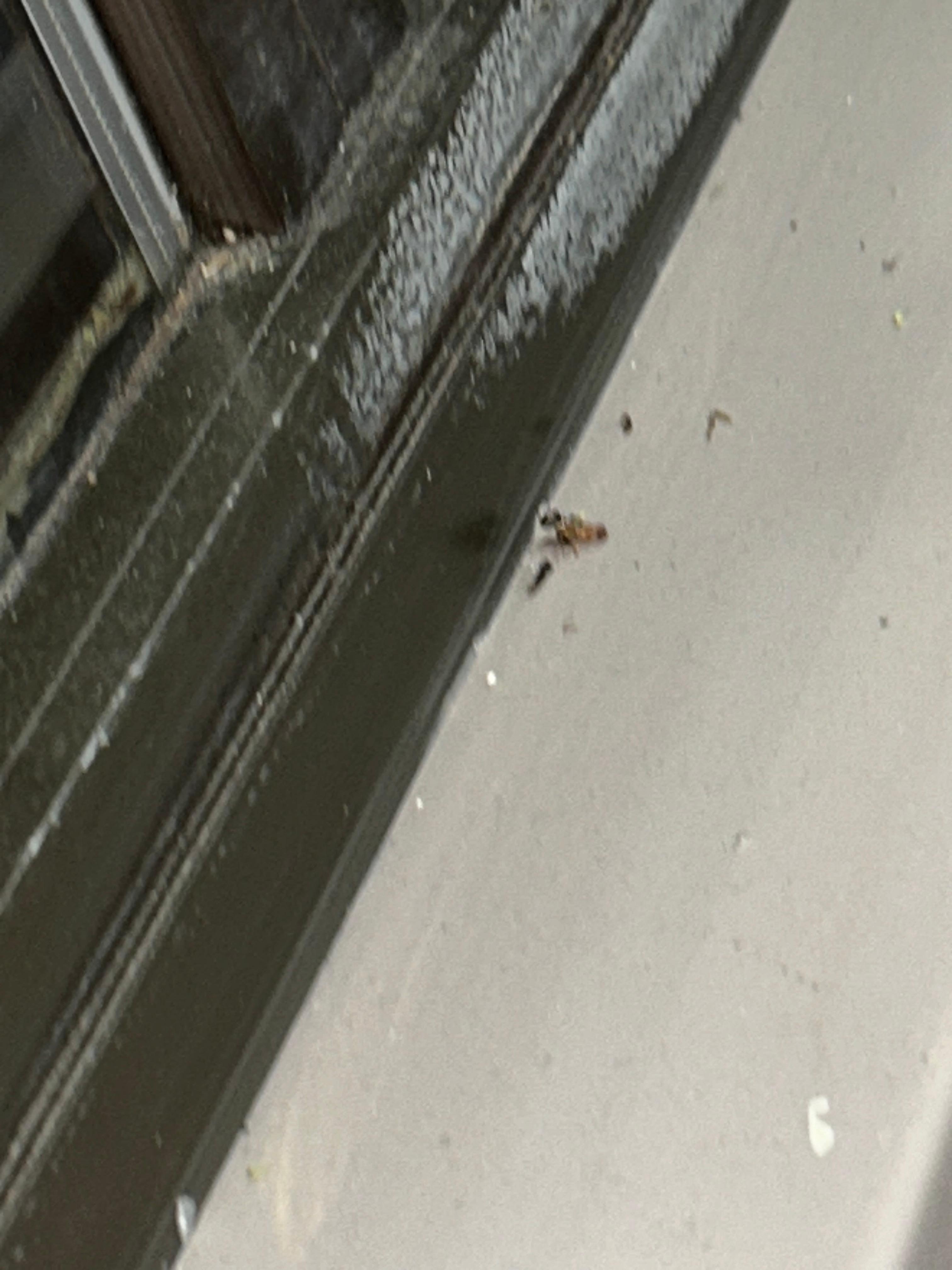 Bugs 
